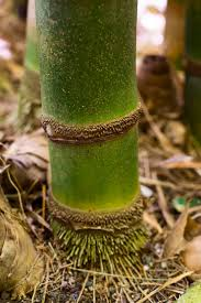 Kwale Bamboo Shujaa